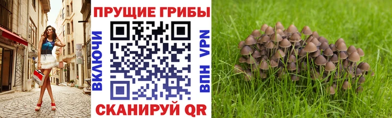 Галлюциногенные грибы Cubensis магазин наркотиков Спас-Клепики